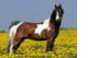 Lewitzer - 